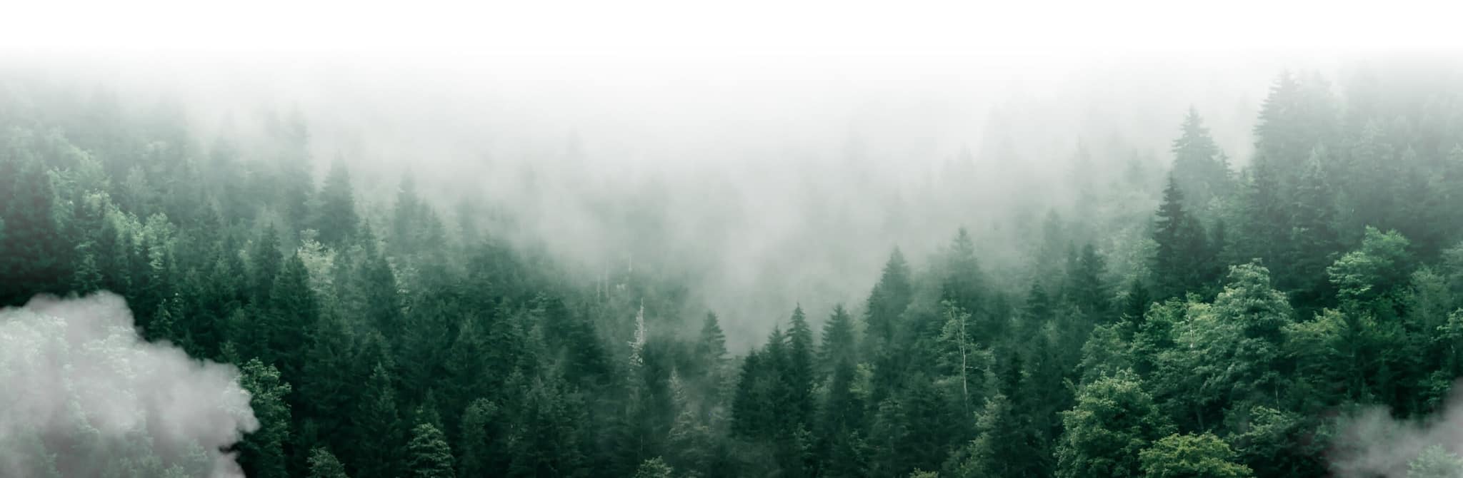 golden-goose-picture-forest